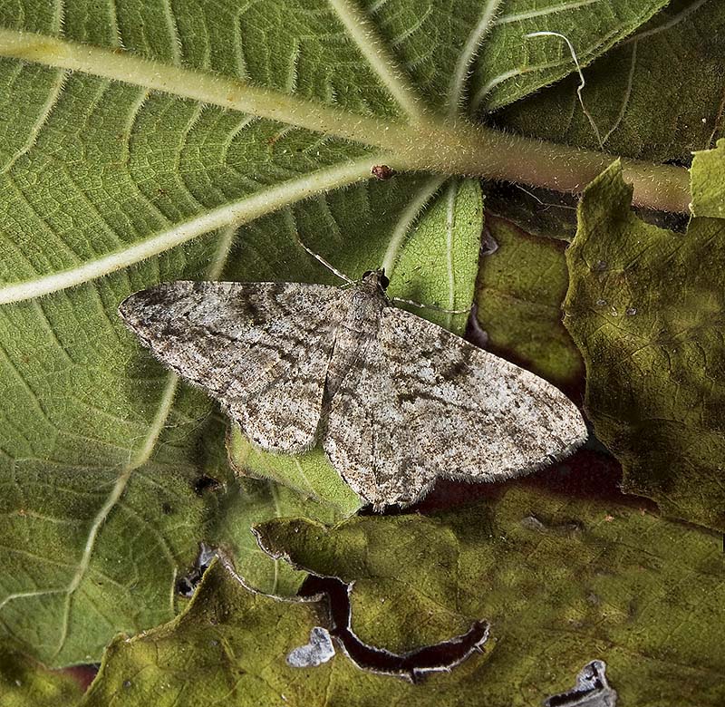 Peribatodes rhomboidaria Geometridae